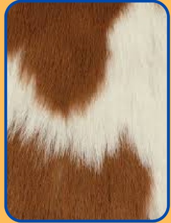 Hair-On Hide Leather